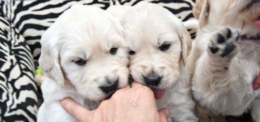 So süß: Insgesamt sechs kleine Hundewelpen sind in Habenhausen zur Welt gekommen. Foto: Schlie