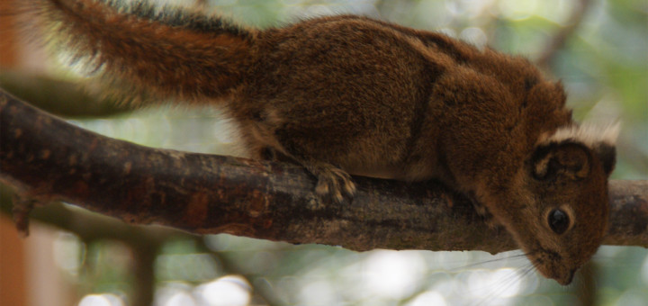 Im Tiergarten Ludwigslust gibt es jetzt Asiatische Streifenhörnchen als neue Publikumsattraktion.