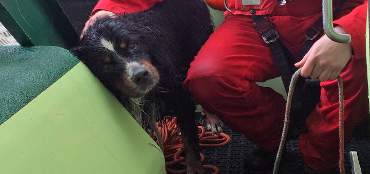 Berner Sennenhund "Rocky" nach seiner Rettung durch die freiwilligen Seenotretter der Station Norddeich der Deutschen Gesellschaft zur Rettung Schiffbruechiger (DGzRS) am 8. April 2016 an Bord des Seenotrettungsbootes CASSEN KNIGGE