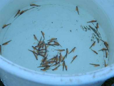 Rund 5.000 dieser jungen Meerforellen wurden am Freitag in der Wörpe ausgewildert. Foto: Bosse