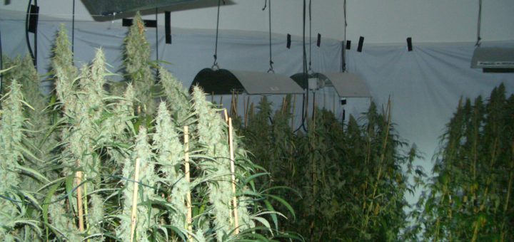 Cannabisplantage in der Bremer Neustadt. Foto: Polizei