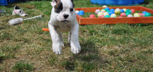 Beim Boxer-Klub gibt es am „Tag des Hundes“ viel Programm – für Zwei- und Vierbeiner Foto: pv