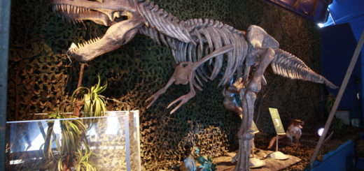 Wird ebenfalls ausgestellt: Ein Tyrannosaurus-Rex-Skelett. Foto:pv