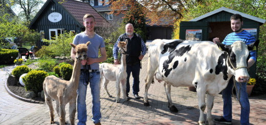 Die Tiere stehen beim Tag des offenen Hofes im Mittelpunkt: Janes Grube, Rainer Fortmann und Henning Fortmann präsentieren den Betrieb mit Alpacas und Milchkühen. Foto: Konczak