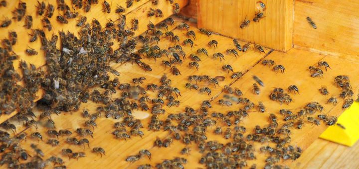 Bienen in einer Imkerei. Foto: Bahlo