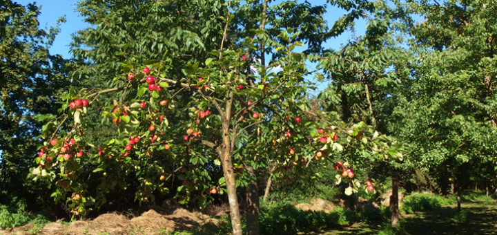 Einige der alten Obstsorten tragen bereits nach wenigen Jahren ersten Füchte. Foto: NABU