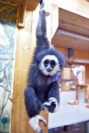 Die Gibbon-Äffin Wody nutzt jede Ecke des Raumes für sich aus. Foto: Schlie 