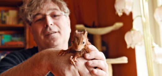 Jürgen Conrad kümmert sich um Eichhörnchen. Foto: Schlie