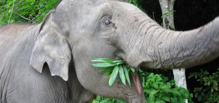 Die Elefanten-Dame Khamkoon wollte in Thailand lieber fressen, als spazieren gehen. Foto: Bohlmann