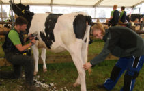 Laura Busse und Erik Büscherhoff bereiten bei „Masterrind“ die einjährige Kuh „Donna“ für eine Schönheitskonkurrenz vor. Foto: Möller