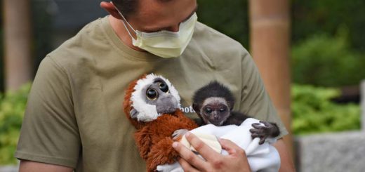 Das Gibbon-Baby Jupp. Foto: Schlie