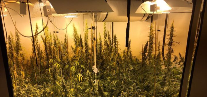 Die Cannabispflanzen mitten in Bremen. Foto: Polizei Bremen