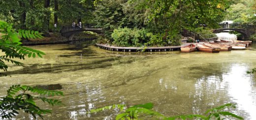 Grüne Schlieren wabern auf den Seen im Bürgerpark. Foto: Schlie