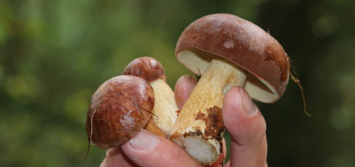 Pilzsammler suchen in diesem Jahr bisher vergeblich. Foto: Bollmann