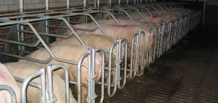 Schweine in Massentierhaltung. Foto:wikipedia.org/CC BY-SA3.0