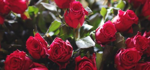 In Vegesack hat ein Räuber erst dreißig rote Rosen verlangt und dann die Händerlin überfallen. Symbolfoto/jeeshots
