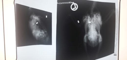 Auf dem Röntgenbild von Taube "Lucky" erkennt man deutlich die Patronen in Lunge und Flügel, die das Tier verletzt haben. Foto: pv