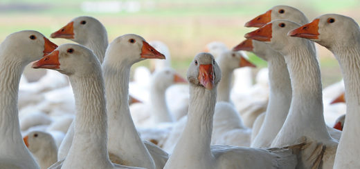 Es besteht momentan die Gefahr, dass Wildvögel die Grippeviren übertragen.Foto: Konczak