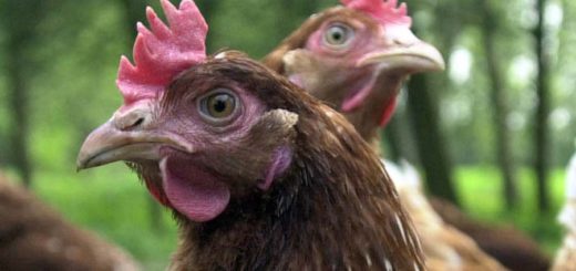 Hühner müssen ab Sonntag in Bremen in den Stall. So sollen sie vor der Vogelgrippe geschützt werden. Foto: WR
