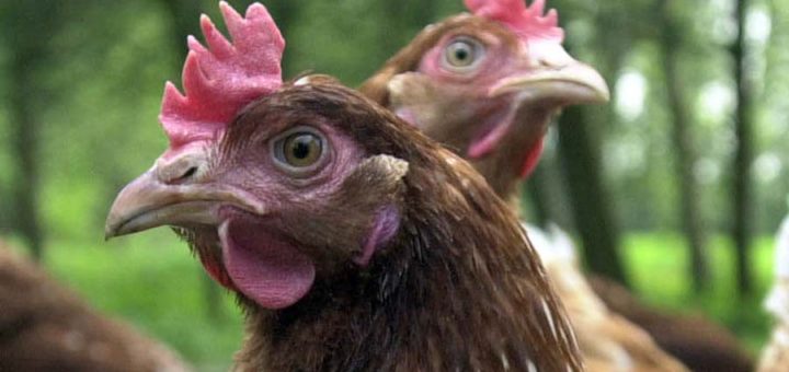 Hühner müssen ab Sonntag in Bremen in den Stall. So sollen sie vor der Vogelgrippe geschützt werden. Foto: WR
