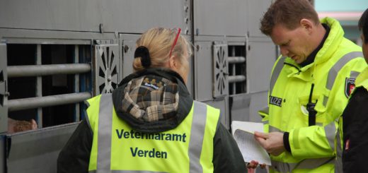 Dr. Christine Hoyer (Veterinäramt Landkreis Verden)und Polizeikommissar Heiner Köster (Polizei Verden) kontrollieren gemeinsam einen Transporter, der mit Schweinen beladen ist. Foto: PI Ver/Ohz