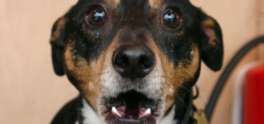 Nicht witzig für viele Hunde: Der Geräuschpegel in der Silvesternacht.Foto: Archiv