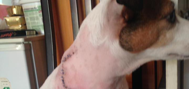 Hundedame Leonie ist mittlerweile trotz ihrer Verletzungen wieder munter. Foto: pv