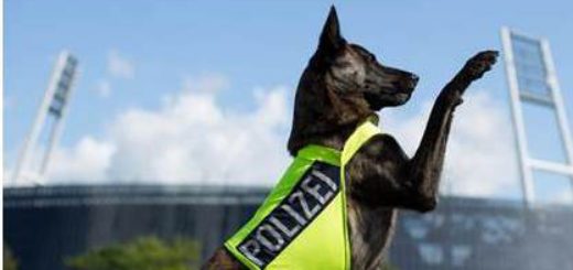 Auf die Schnüffelnase von Rauschgifthund Crawford ist Verlass. Foto: Polizei Bremen