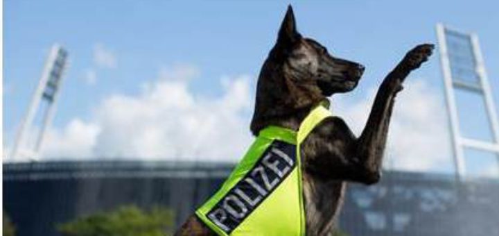 Auf die Schnüffelnase von Rauschgifthund Crawford ist Verlass. Foto: Polizei Bremen