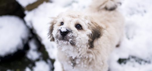 Auch wenn es kalt ist - die meisten Hunde brauchen keinen "Winterpullover" erklärt der Bremer Tierschutzverein. Symbolfoto/pixabay