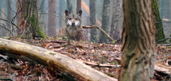 Das in Bremen-Farge gesichtete Tier wurde eindeutig als Wolf identifiziert. Symbolfoto: Schlie