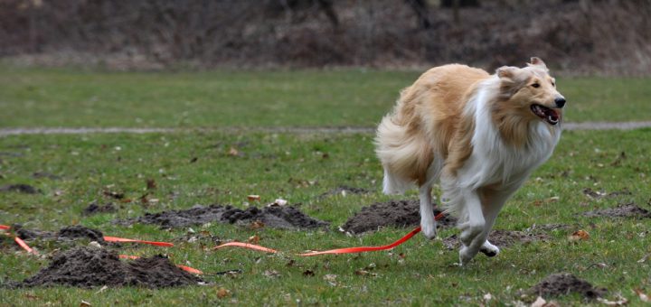 Hund hat Freilauf mit Schleppleine. Gnaz ohne Leine ist der Auslauf in Bremen für Hunde aber nur an wenigen Stellen möglich - besonders von Mitte März bis Mitte Juli, während der Brut- und Setzzeit. ´Viele Hundehalter fordern deshalb mehr Freilaufflächen - oder gleich eine Abschaffung des Leinenzwangs. Foto: WR