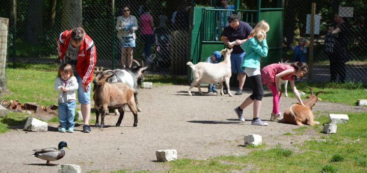 Auch ein echtes Highlight: Das Füttern der kleinen und großen Ziegen im Streichelzoo des Magic Park.Fotos: Magic Park Verden