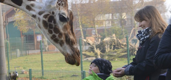 Ab und zu dürfen die Besucher den Giraffen auch näher kommen unter der Anleitung erfahrener Tierpfleger. Foto:pv