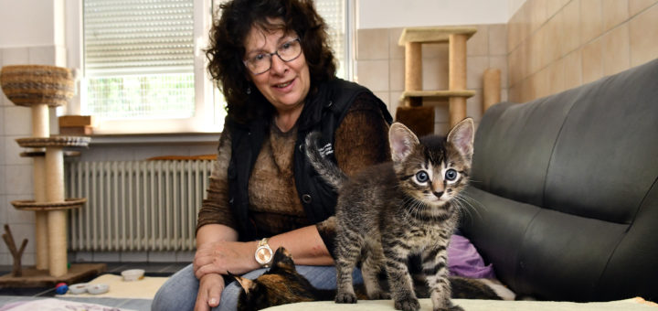 Zurzeit ist das Team um die Vorsitzende Brigitte Kall in großem Maß mit dem Aufpäppeln der vielen Kitten beschäftigt. Foto: Konczak