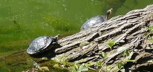 Die Gelbwangen- Schmuckschildkröten Schildkröten im Sodenmattsee sind echte Exoten. Huchting hat aber vor allem im Park links der Weser noch viel mehr wilde Tiere zu bieten - darunter auch viele geschützte Arten. Foto: Pförtner