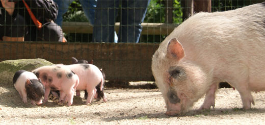 Die Minischweine im Zoo Ludwiglust haben Nachwuchs