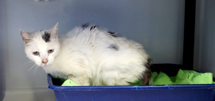 Wer diese Katze kennt, wird gebeten, sich beim Bremer Tierheim zu melden. Foto: Tierschutzverein