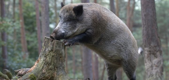 Neben der Minimierung von Wildunfällen soll durch eine effektive Bejagung von Wildschweinen auch die Ansteckungsgefahr im möglichen Seuchenfall gesenkt werden. Foto: Schäfer/DJV