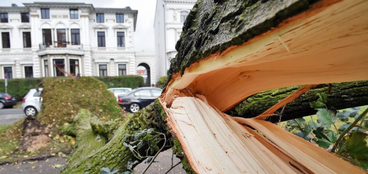 Der Sturm hat in Bremen zahlreiche Bäume zerlegt. Fotos: Schlie