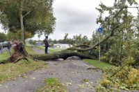 Umgestürzter Baum am Osterdeich