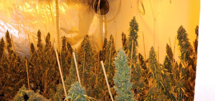 Die Cannabis-Pflanzen waren bei der Durchsuchung teilweise schon abgeerntet. Foto: Polizei Bremen