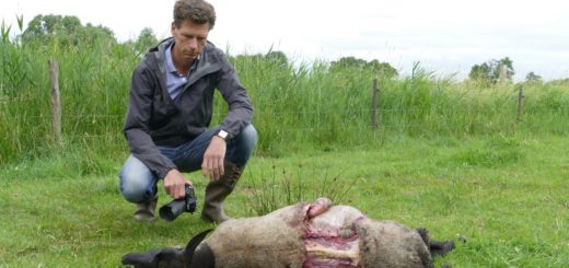Marcus Henke zeigt, wie der Wolf das Schaf mit dem Kehlbiss entweder erstickt oder ihm das Genick gebrochen hat. Foto: Bollmann