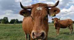 Es gibt eine sehr große Betroffenheit bei den Rindviehhaltern. Foto: Konczak