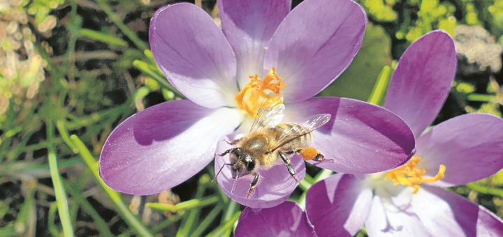 Selbst im kühlen Frühjahr sind die Bienen schon unterwegs und sammeln Pollen und Honig an den Blüten. Jetzt droht den fleißigen Insekten allerdings Gefahr: In neun Bremer Stadtteilen wurden Sporen der Amerikanischen Faulbrut gefunden.Foto: Bollmann