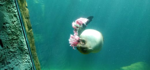 Der Seebär schwimmt mit Kinderspielzeug im Maul durchs Becken, lässt es fallen und packt wieder zu – und fesselt so die vielen Besucher im Zoo am Meer. Foto: Mader