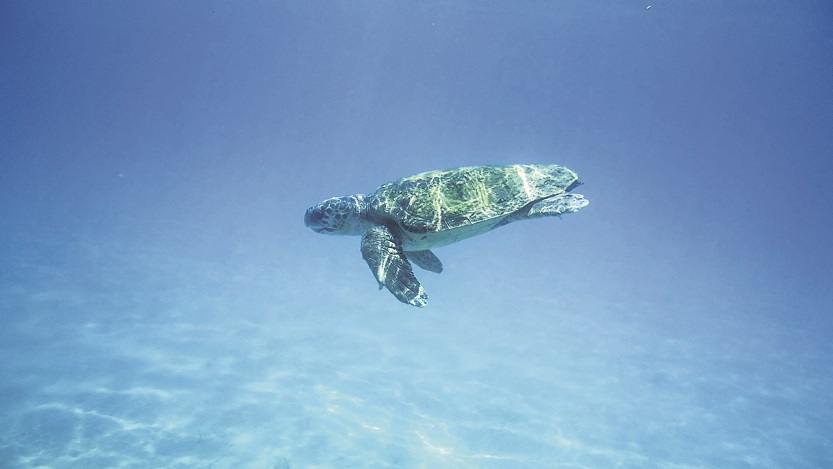 Wasserschildkröte zu Besuch Foto: pixabay.com