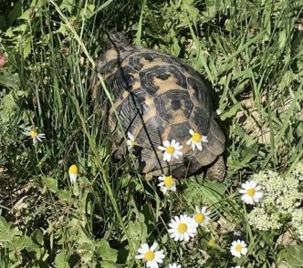 Schildkröte nimmt Sonnenbad.