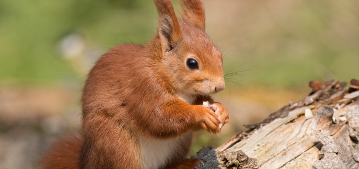 Zu den Lieblingsspeisen des Eichhörnchens gehören Nüsse und Samen, manchmal nagen sie auch an Baumrinden herum. Foto: Wolfgang Kiesewetter/NABU