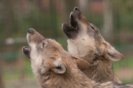 Wer im Tipi im Wolfcenter Dörverden übernachtet, kann nachts die Wölfe heulen hören.Foto: wolfcenter.de